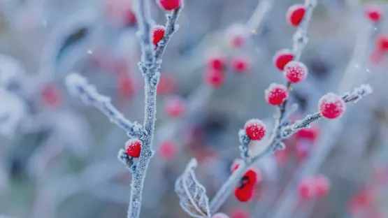 Cryogénie alimentaire Air Liquide